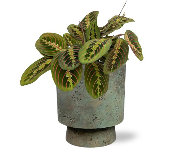 Maranta Fascinator - Ø12cm - ↕20cm + Pot Aily D14x18cm - Groen  BotanicBridge