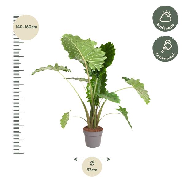 Alocasia Portodora - 120 cm - ø32  BotanicBridge