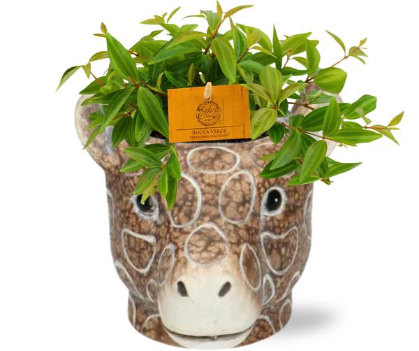 Peperomia Ang. Rocca Vivace - Ø11cm - ↕15cm + Planter Giraf D11/14x11cm - Bruin  BotanicBridge