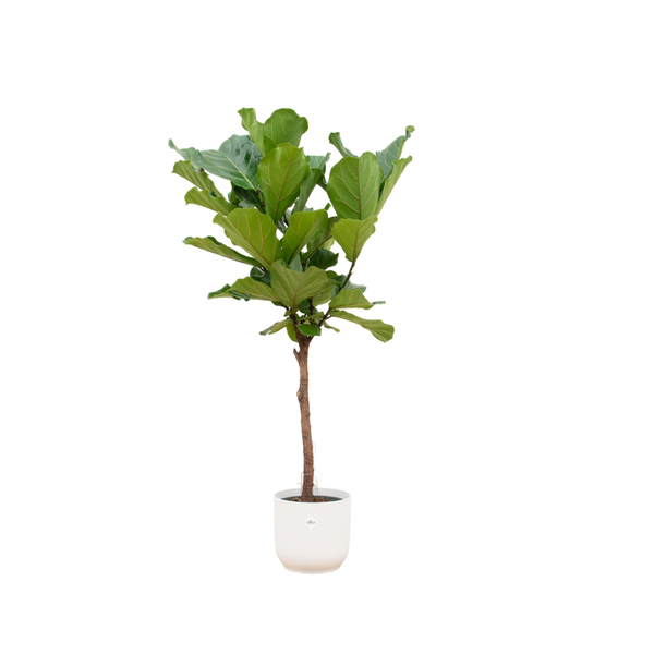 Combi deal - Ficus Lyrata op stam inclusief elho Vibes Fold Round wit Ø30 - 160 cm  BotanicBridge