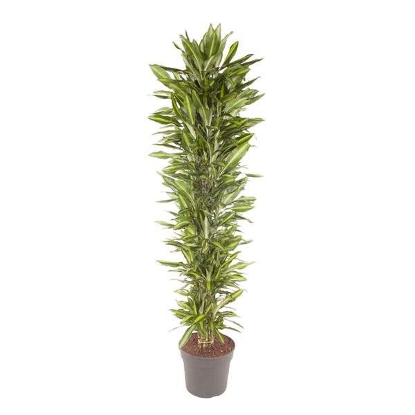 Dracaena Cintho vertakt - 210 cm - ø40  BotanicBridge