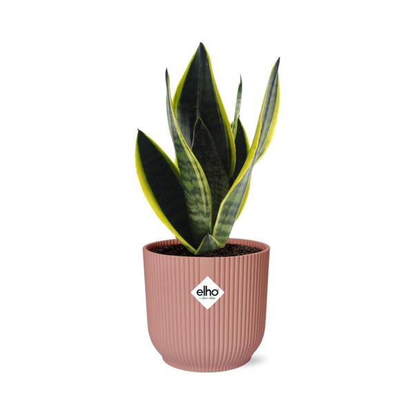 Sansevieria Futura Superba in ELHO Vibes Fold 14cm roze  BotanicBridge