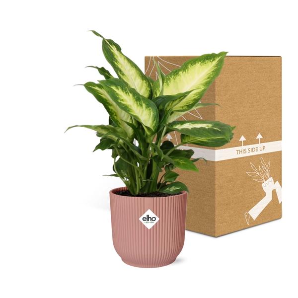 Dieffenbachia ‘Camilla’ in ELHO Vibes Fold 14cm roze  BotanicBridge