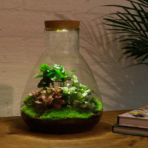 DIY terrarium - Sam Coffea met lamp - ↕ 30 cm - Rake + Shovel + Tweezer + Scissors  BotanicBridge