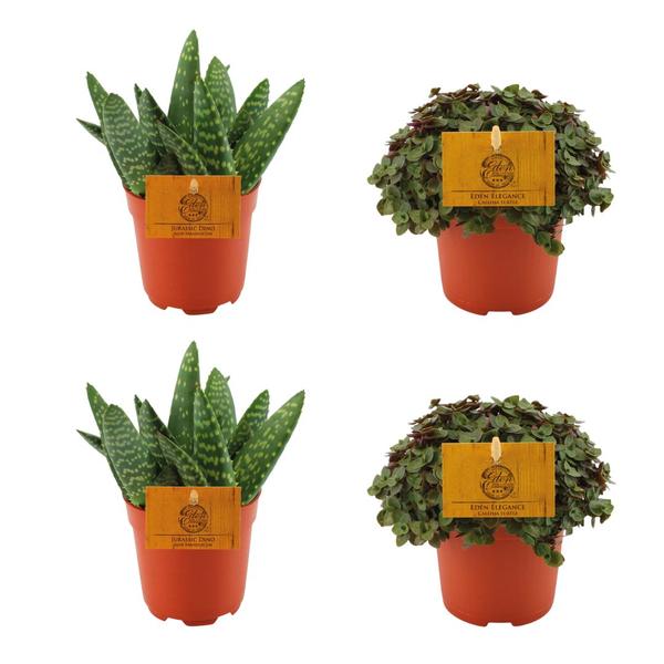 2x Aloe Paradisicum + 2x  Callisia Turtle - 4 stuks - Ø10.5cm - ↕10cm  BotanicBridge