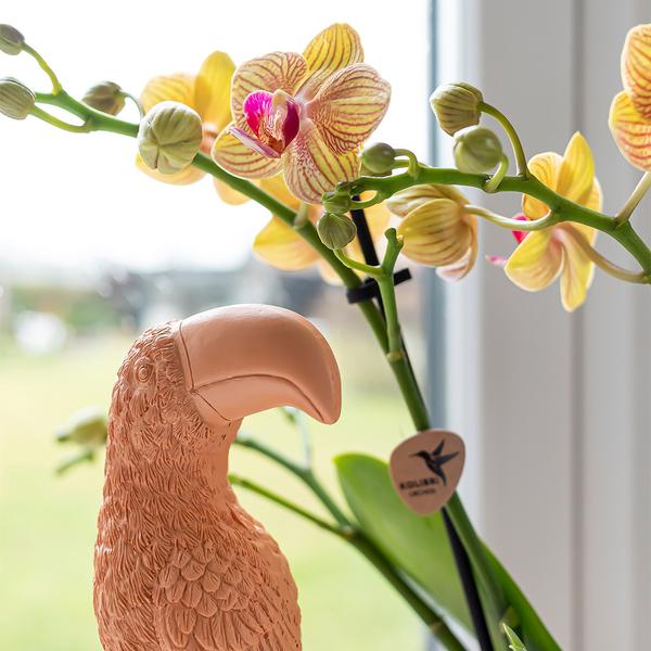 Kolibri Home | Ornament - Decoratie beeld Toucan - Peach  BotanicBridge