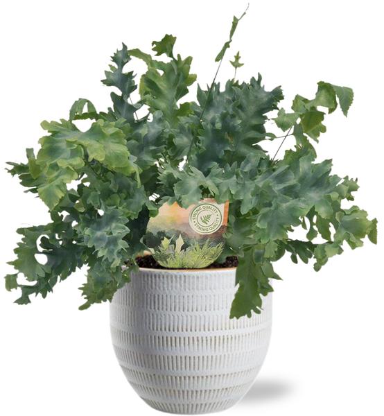 Phlebodium Davana - Ø12cm - ↕35cm + Beau Pot D14x13cm - Wit  BotanicBridge