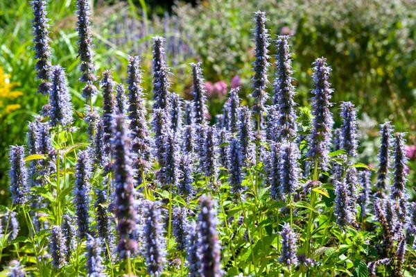 Agastache 'Black Adder' - ↕10-25cm - Ø9cm - 40x  BotanicBridge