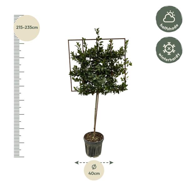 Laurus Nobilis boom op rek - 225 cm - Ø40cm  BotanicBridge