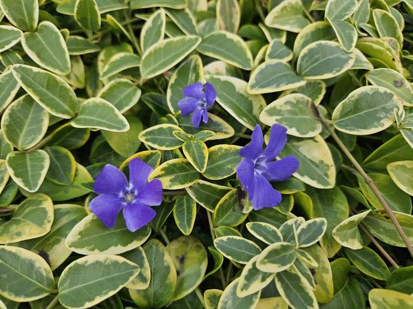 Vinca minor 'Blue and Gold' - ↕10-25cm - Ø9cm - 40x  BotanicBridge