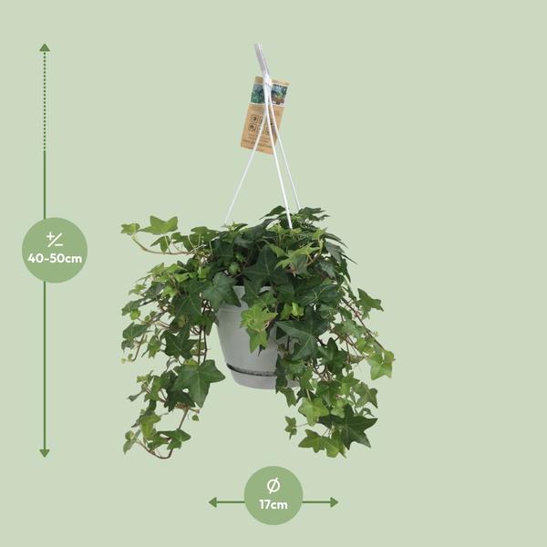 Hedera Helix Groen - Hangpot Wit / Basic - Ø17cm - ↕cm  BotanicBridge