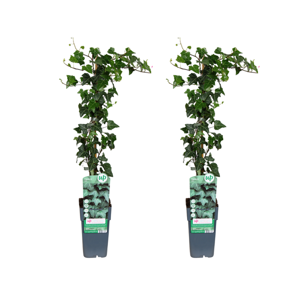 Hedera helix - 2 stuks - Ø15cm - ↕65cm  BotanicBridge