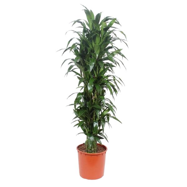 Dracaena Janet Craig - 170 cm - ø34  BotanicBridge