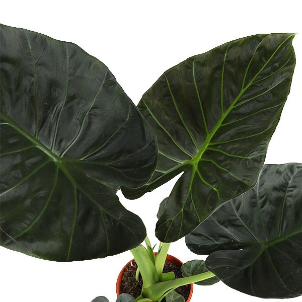 Alocasia Regal Shield Ø21cm - ↕100cm in Boule ANTRACIET pot  BotanicBridge