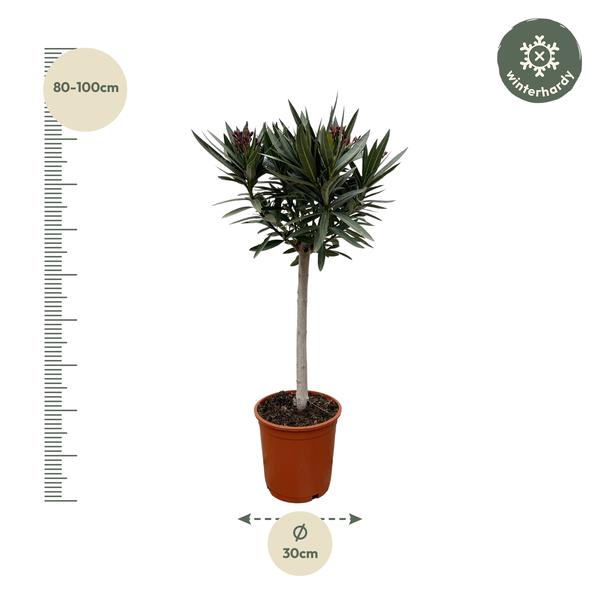 Nerium Oleander op stam met witte bloem - 90cm - Ø22  BotanicBridge