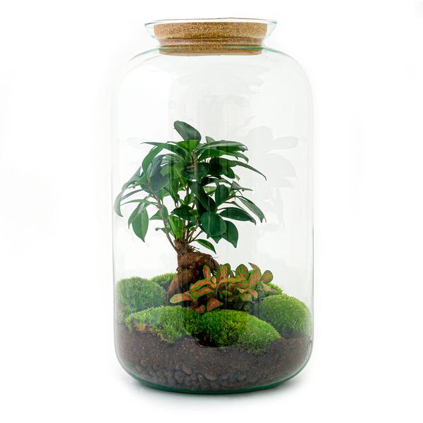 DIY terrarium - Sven Bonsai - ↕ 43 cm - Rake + Shovel  BotanicBridge