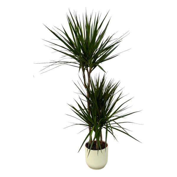 Dracaena Marginata - ↨120cm - Ø21cm inclusief elho Vibes Fold Round wit D22xH20  BotanicBridge