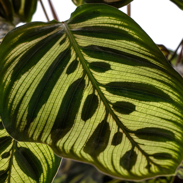 Calathea Makoyana Ø17cm - ↕45cm  BotanicBridge