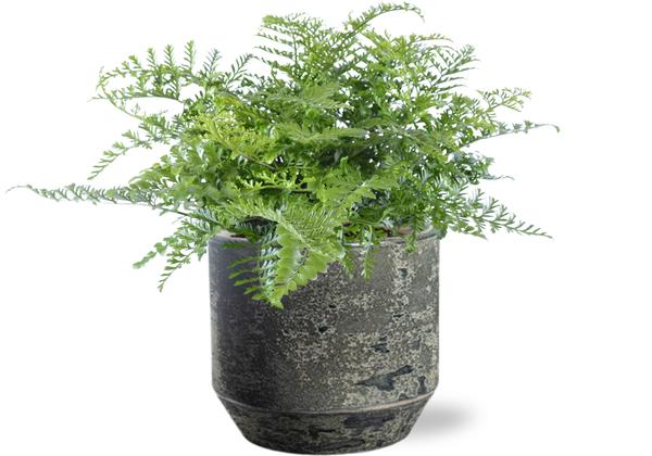 Asplenium Parvati - Ø21cm - ↕40cm + Lars Pot D24x22cm - Grijs  BotanicBridge