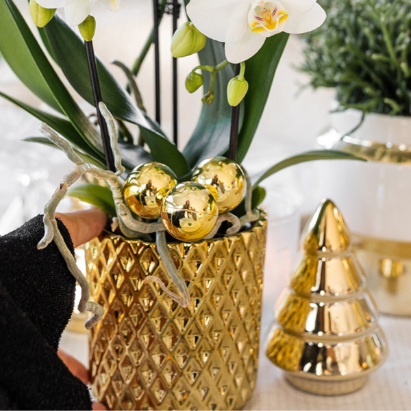 Kolibri Company | Plantenset Diamond Pearl Kerst Goud | Paarse Phalaenopsis Orchidee Morelia + Mini Kerstboom incl. keramieken sierpotten op dienblad  BotanicBridge