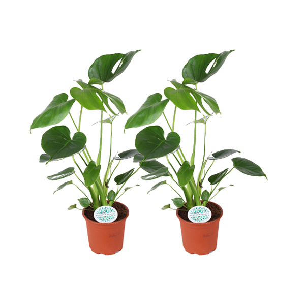 Monstera Deliciosa - 2 stuks - Ø14cm - ↕45cm  BotanicBridge