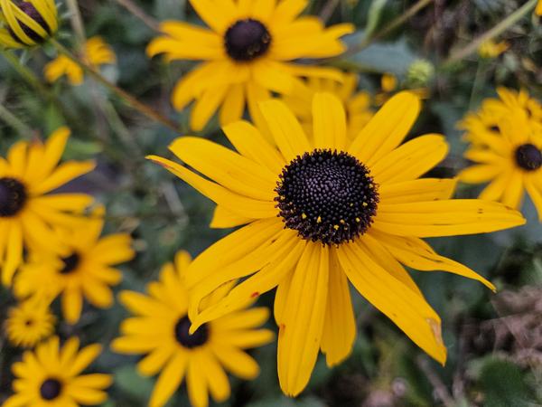 Rudbeckia fulgida 'Goldsturm' - ↕10-25cm - Ø9cm - 12x  BotanicBridge