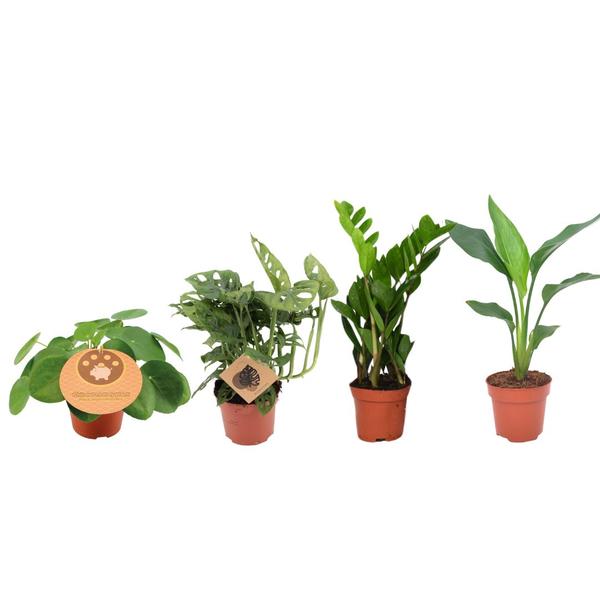 Musthave Plantenbox - 4 stuks - Ø12cm - ↕20-40cm  BotanicBridge