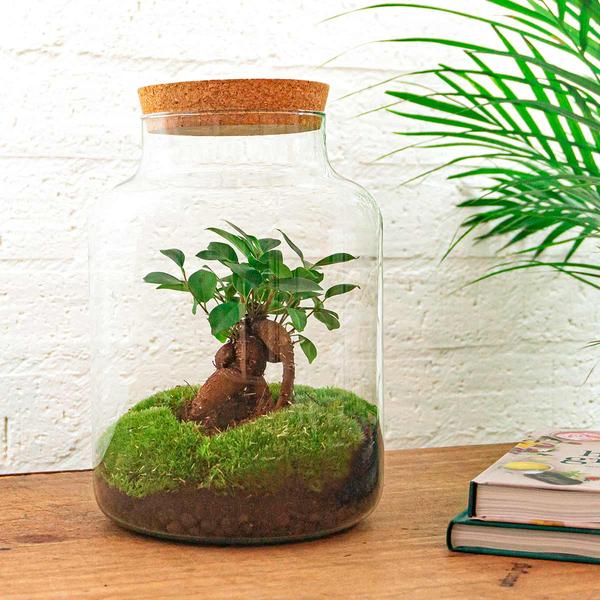 DIY terrarium - Milky met bonsai - ↕ 30 cm  - Rake + Shovel + Tweezer  BotanicBridge