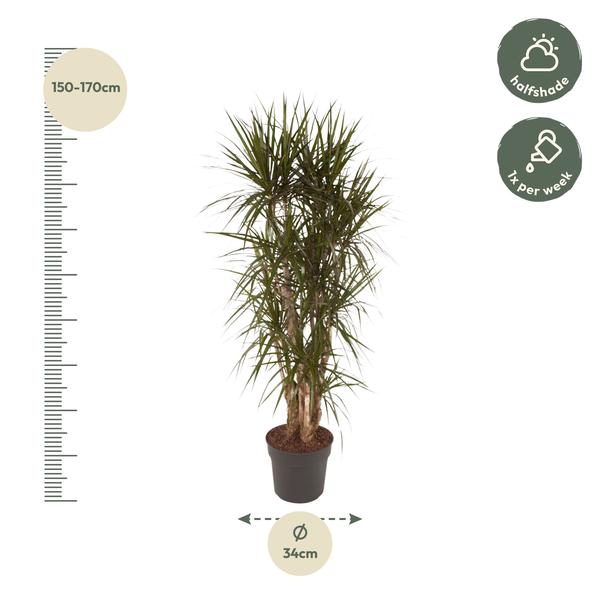 Dracaena Marginata vertakt - 160 cm - ø34  BotanicBridge