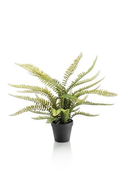 Kunstplant - Nephrolepis Exaltata - Bostonvaren - 55 cm  BotanicBridge