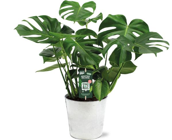 Monstera Deliciosa - Ø21 - ↕65cm + Pot D22,5x21cm - Zink  BotanicBridge