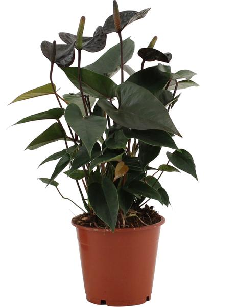 Anthurium Black Love In Transparant Sleeve - Ø12cm - ↕36cm  BotanicBridge