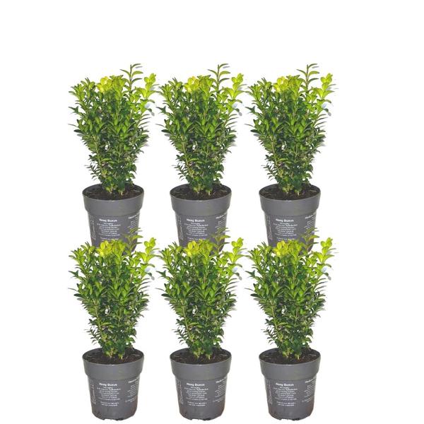 1 meter Buxus Sempervirens haag - ↕ 20 cm - 6 x Ø12 cm  BotanicBridge