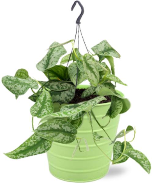 Scindapsus Pictus Trebie - Ø15cm - ↕25cm + Bodhi Pot D16x15cm - Groen  BotanicBridge