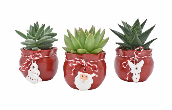 Succulents in Xmas Santa's Bag - 3 stuks - Ø6cm - ↕9cm  BotanicBridge