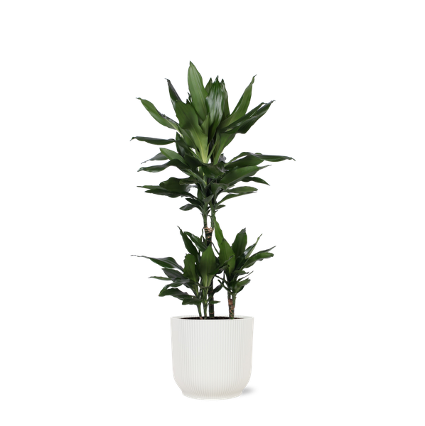 Dracaena Janet Lind Ø21cm - ↕90cm in Vibes WIT pot  BotanicBridge