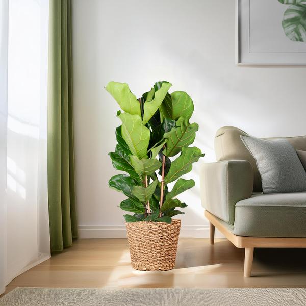 Ficus Lyrata XL met Torun mand - 140cm - Ø27  BotanicBridge