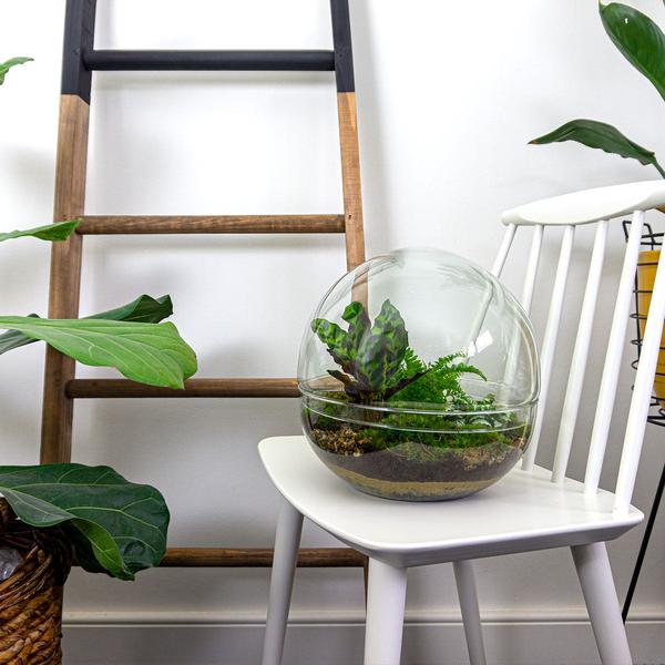 DIY terrarium - Dome XL - ↕ 30 cm - Rake + Shovel + Tweezer  BotanicBridge