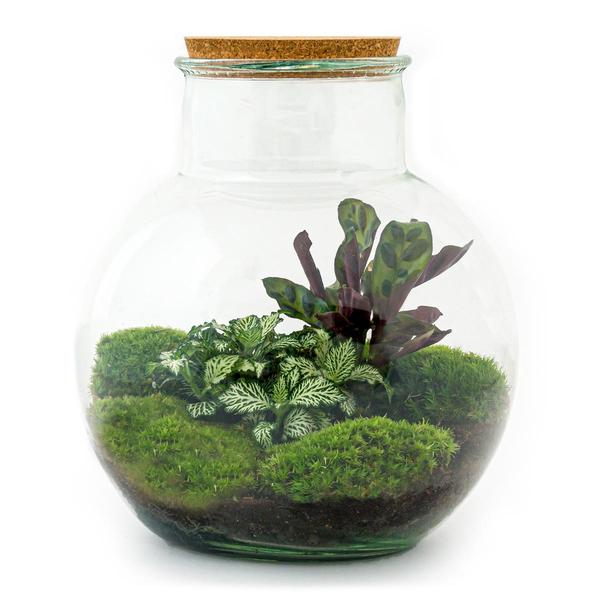 DIY terrarium - Teddy - ↕ 26,5 cm - Normal  BotanicBridge