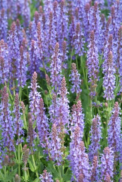 Salvia nem. 'Caradonna' - ↕10-25cm - Ø9cm - 12x  BotanicBridge