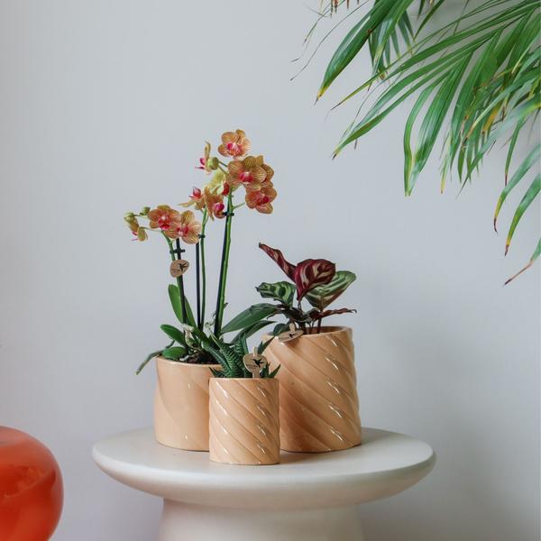 Kolibri Home | Candy sierpot | Hoog - Peach - Ø6cm  BotanicBridge