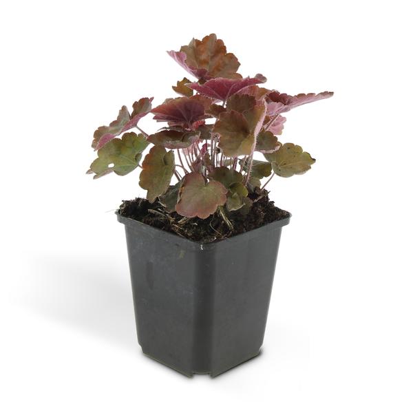 Heuchera mic. 'Palace Purple' - ↕10-25cm - Ø9cm - 20x  BotanicBridge