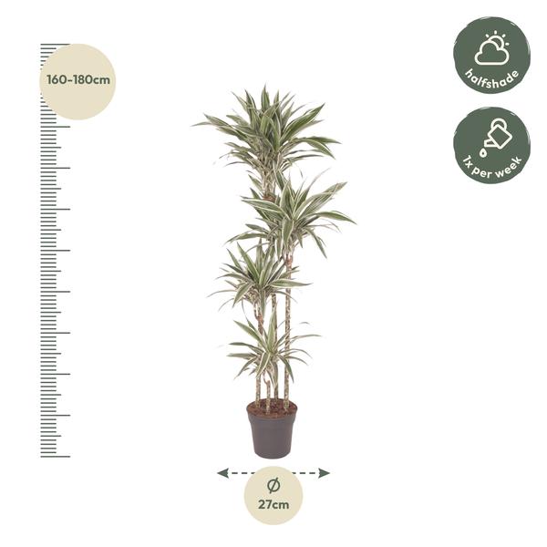 Dracaena White Stripe - 170 cm - ø27  BotanicBridge