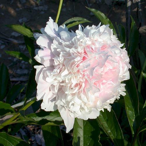 Paeonia 'Cornelia Shaylor' - 10x  BotanicBridge