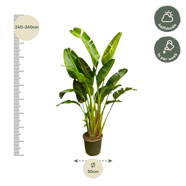 Strelitzia Augusta multi stam XXL - 250 cm - ø50  BotanicBridge