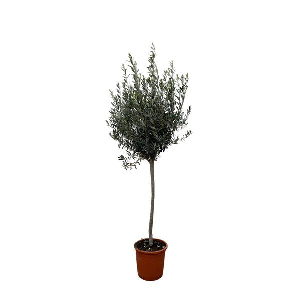 Olea Europaea op stam - 160cm- Ø24  BotanicBridge