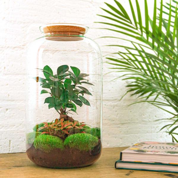 DIY terrarium - Sven Bonsai - ↕ 43 cm - Rake + Shovel  BotanicBridge