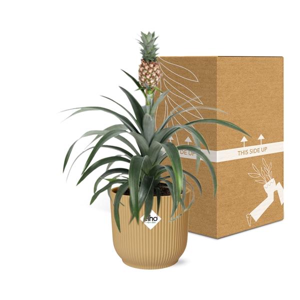 Ananas Mi Amigo in ELHO Vibes Fold 14cm geel  BotanicBridge