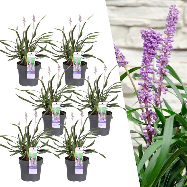 6 x Liriope muscari 'Ingwersen' - Ø 14 cm - ↨ 25 cm  BotanicBridge