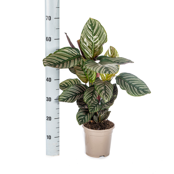 Calathea Ornata Sanderiana Ø17cm - ↕45cm  BotanicBridge